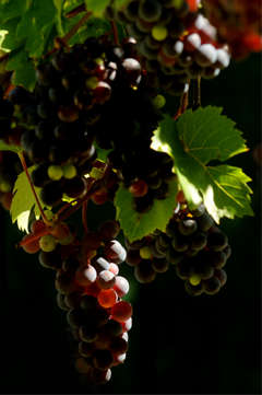 Image blue grapes